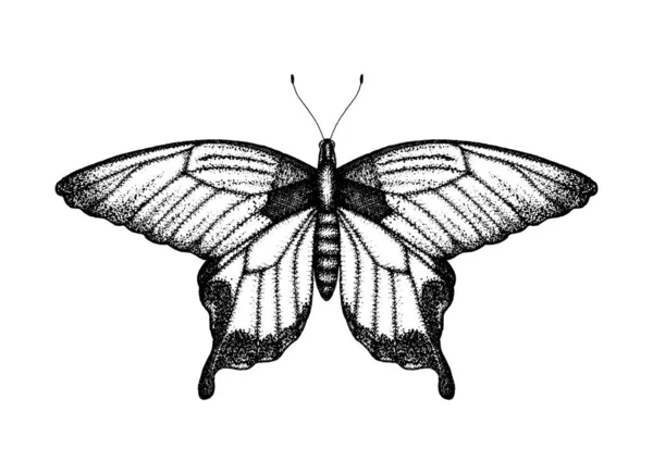 Illustration vectorielle noir et blanc d'un papillon. Dessiné à la main — Image vectorielle