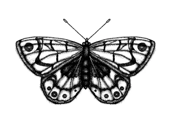 Ασπρόμαυρη απεικόνιση μιας πεταλούδας. Το χέρι που τράβηξε — Διανυσματικό Αρχείο