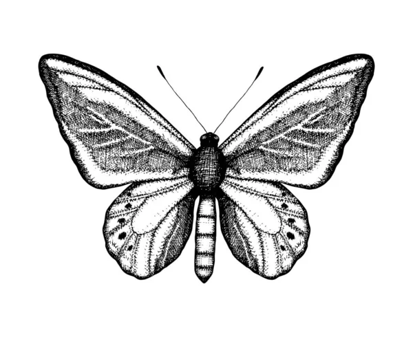 Πεταλούδα, έντομο, λεπιδόπτερα, λέιζερ Μεγκέρα, Μεγέρα, τοίχος — Διανυσματικό Αρχείο