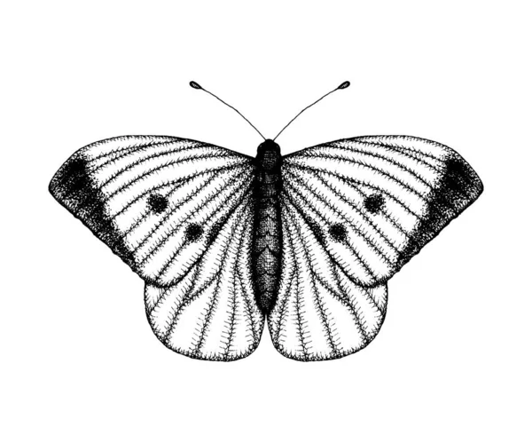 Ilustración vectorial en blanco y negro de una mariposa. Dibujado a mano i — Archivo Imágenes Vectoriales