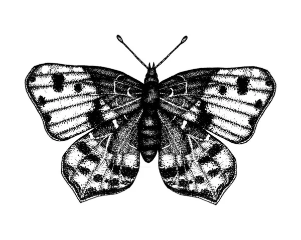 Black and white vector illustration of a butterfly. Hand drawn i — Stock Vector