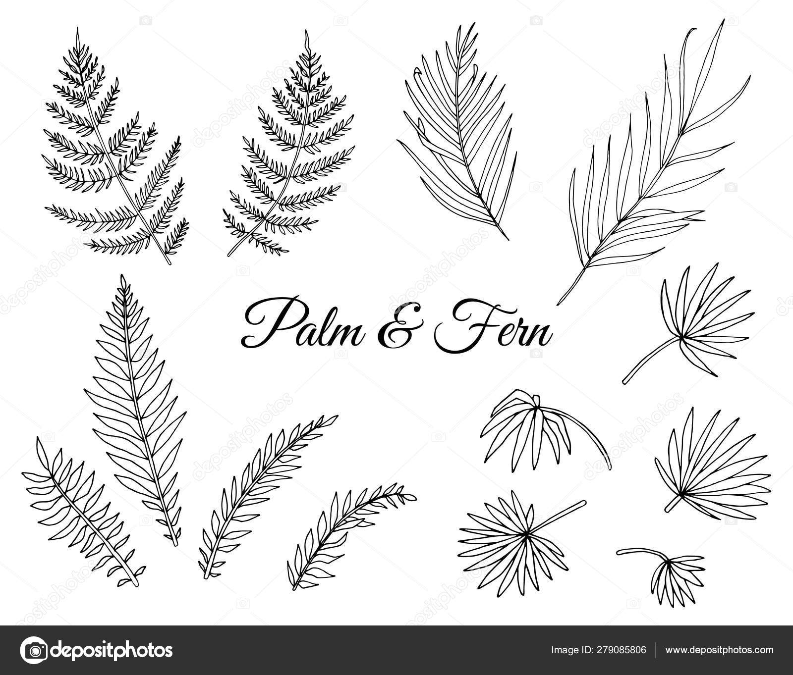 열대 고사리와 야자수 잎의 벡터 세트입니다. 정글 잎의 선 그리기 스톡 벡터 - ©LexiClaus 279085806, image size:1600x1363