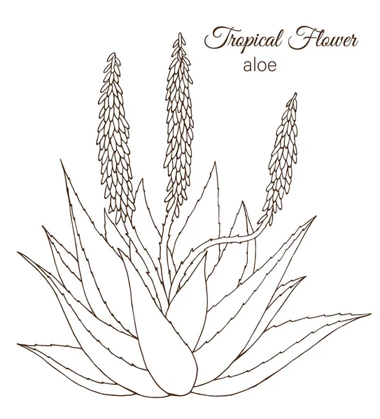 Απεικόνιση διανυσματικών τροπικών λουλουδιών απομονωμένων σε λευκό — Διανυσματικό Αρχείο