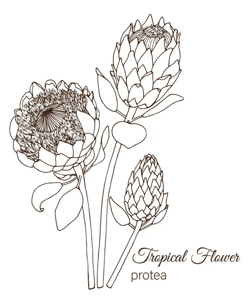 Beyaz üzerine izole tropikal çiçek Vektör illüstrasyon — Stok Vektör