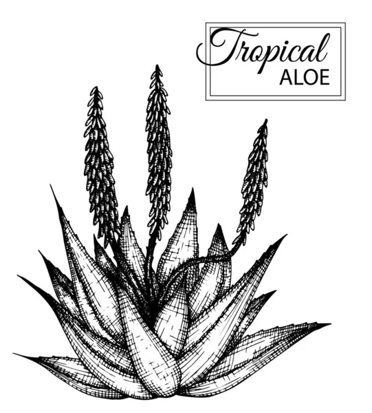 Illustration vectorielle de fleurs tropicales isolées sur blanc — Image vectorielle