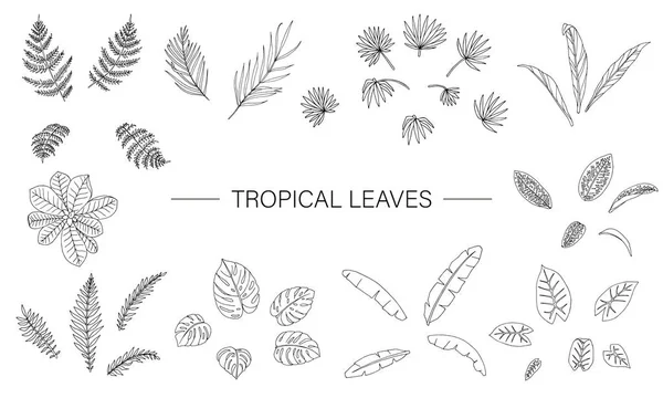 Vektorkészlet trópusi növény levelei. A dzsungel vonalrajza — Stock Vector