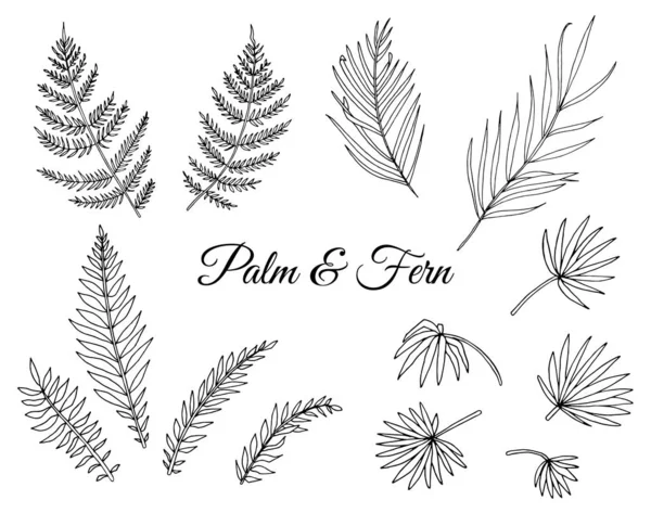 Conjunto vectorial de helechos tropicales y hojas de palma. Línea de dibujo de hojas de la selva — Vector de stock