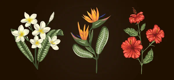 Vektorová ilustrace buquetů tropického květu — Stockový vektor
