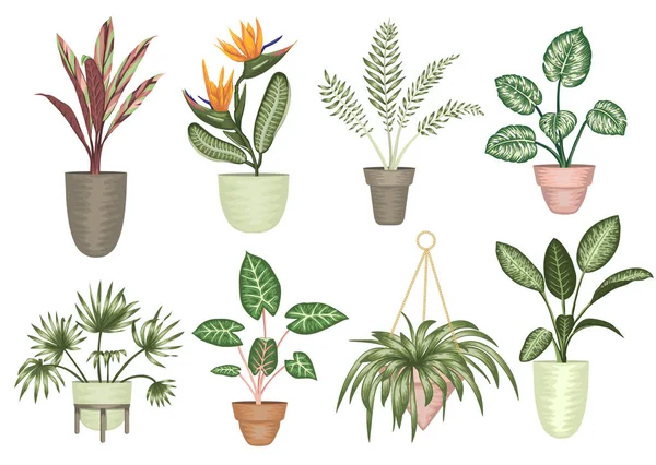 Üzerinde izole tencere tropikal houseplants Vektör illüstrasyon 