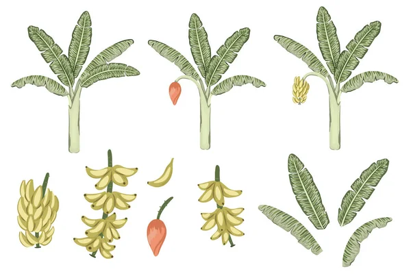 Vektor trópusi banán fa és gyümölcs clip art. Dzsungel lombozat i — Stock Vector