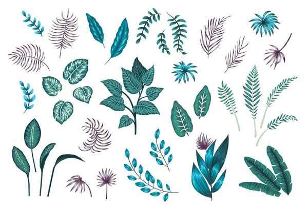Ensemble vectoriel de plantes et feuilles tropicales. Illustrtra jungle exotique — Image vectorielle
