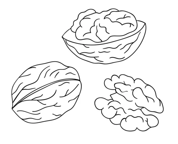 Векторна чорно-біла піктограма горіха. Набір ізольованих монохромних — стоковий вектор