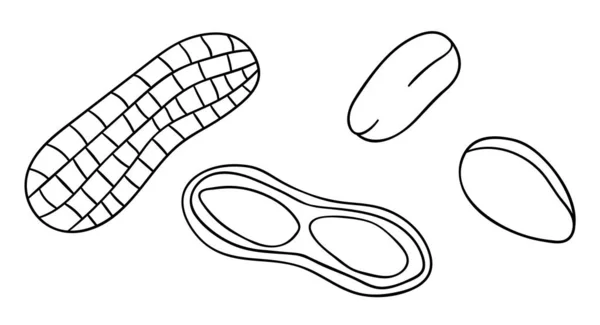 Vetor ícone de amendoim preto e branco. Conjunto de monocromático isolado — Vetor de Stock