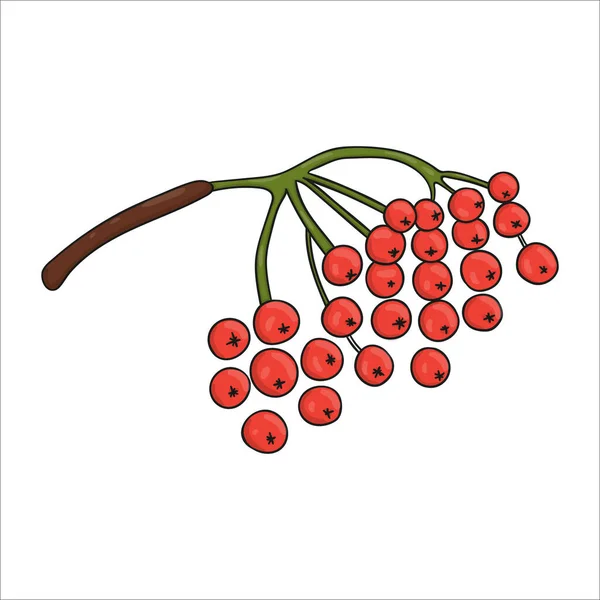 Vektorfärgad Röd Rönn Bär Ikon Isolerad Vit Bakgrund Träd Grönska — Stock vektor