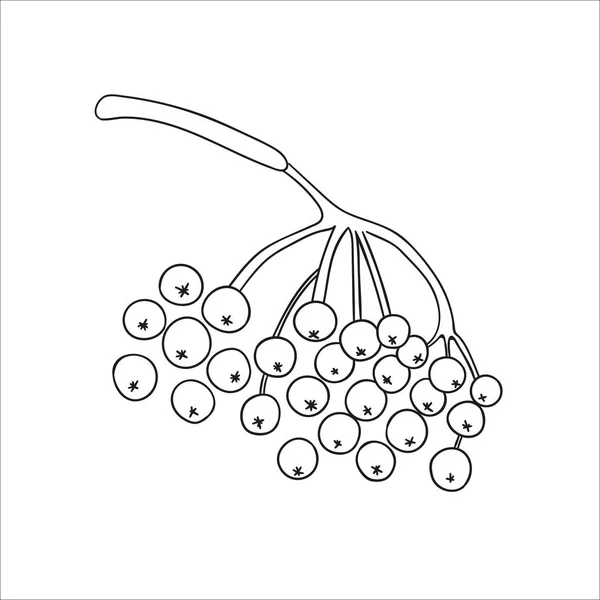 Vector Lijn Rowan Bessen Pictogram Geïsoleerd Witte Achtergrond Boom Groen — Stockvector