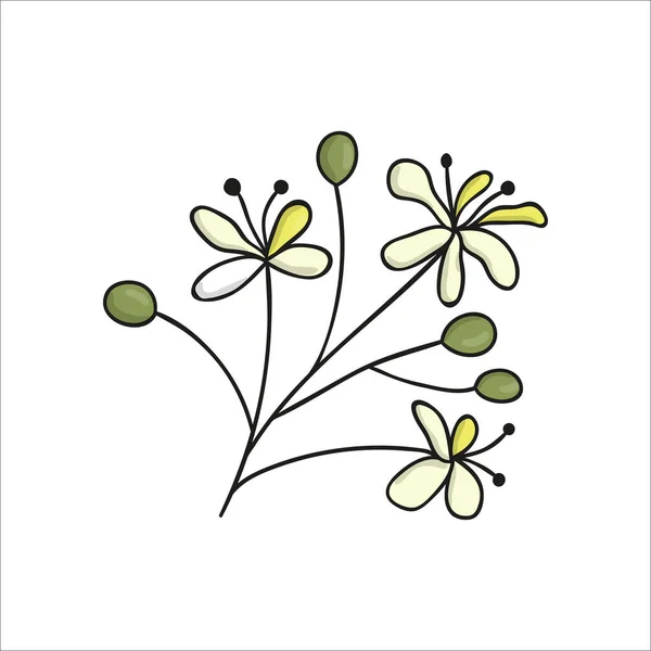 Linha Vetorial Elemento Árvore Tília Isolado Fundo Branco Ilustração Botânica —  Vetores de Stock