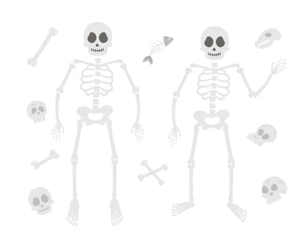 30 All bones of the human skeleton Vector Images | Depositphotos