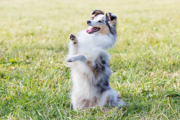 Hundeoppdrett Aussi Sitter Bakbeina Sommerdag Gresset – stockfoto