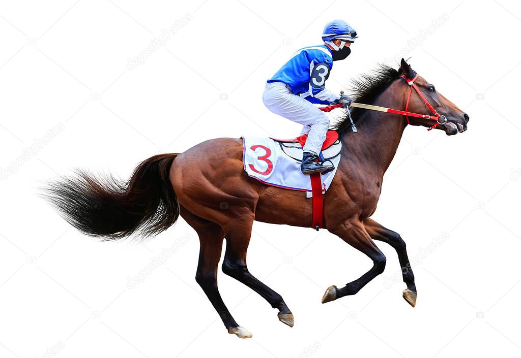 horse races horse jockey isolated on white background