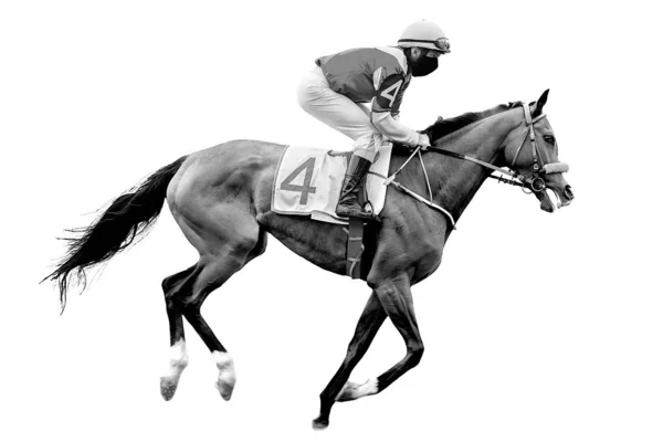 Fantino Cavallo Corsa Cavallo Isolato Sfondo Bianco — Foto Stock