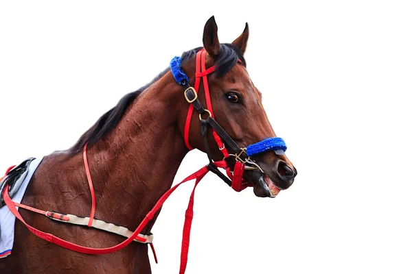 Jockey Hästkapplöpning Häst Isolerade Vit Bakgrund — Stockfoto