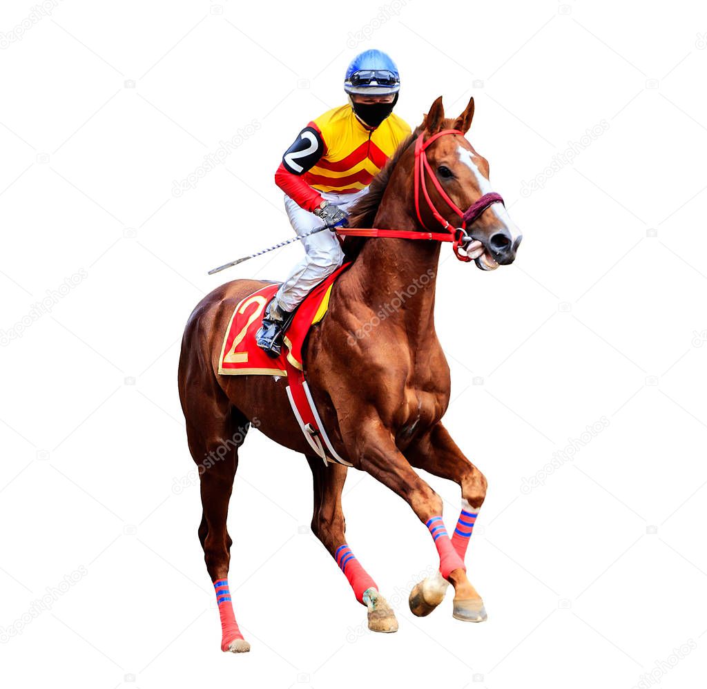 jockey horse racing horse isolated on white background