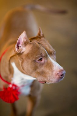 Amerikan pitbull Terrier köpek kırmızı portresi boynunda kırmızı yakalı fırça ile oturan ve Studio yalan