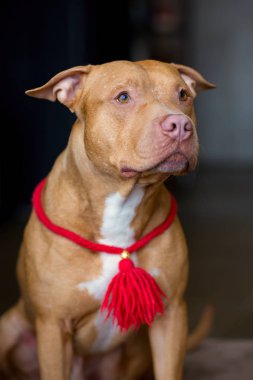Amerikan pitbull Terrier köpek kırmızı portresi boynunda kırmızı yakalı fırça ile oturan ve Studio yalan