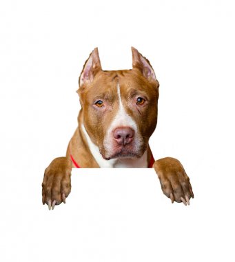 Beyaz arka plan üzerinde izole Amerikan pitbull Terrier köpek portresi