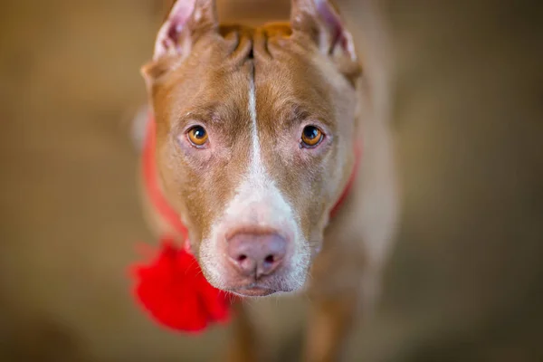 Amerikan pitbull Terrier köpek kırmızı portresi boynunda kırmızı yakalı fırça ile oturan ve Studio yalan