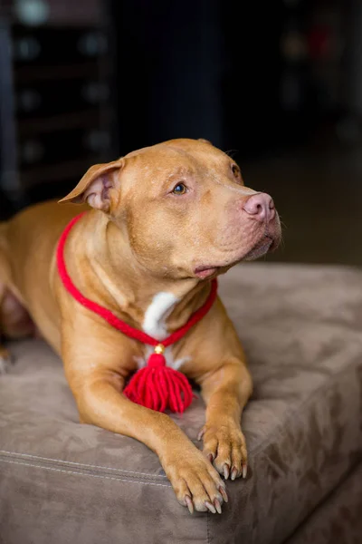 Πορτρέτο Του Αμερικανικού Pit Bull Τεριέ Σκύλος Κόκκινο Ένα Κόκκινο — Φωτογραφία Αρχείου