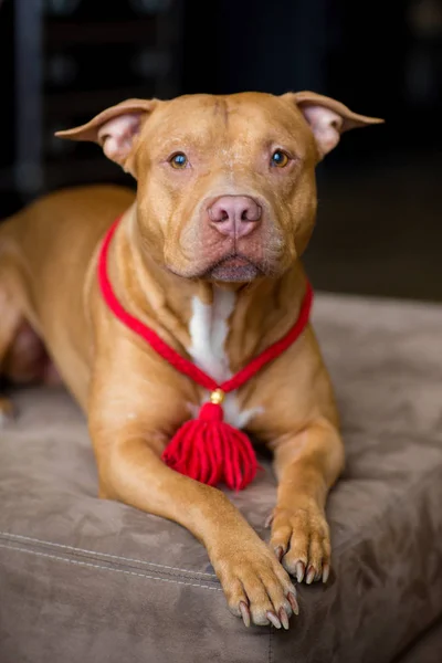 Amerikan pitbull Terrier köpek kırmızı portresi boynunda kırmızı yakalı fırça ile oturan ve Studio yalan