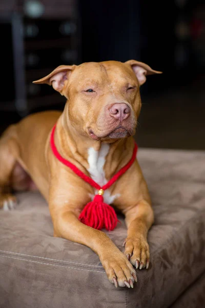 Πορτρέτο Του Αμερικανικού Pit Bull Τεριέ Σκύλος Κόκκινο Ένα Κόκκινο — Φωτογραφία Αρχείου