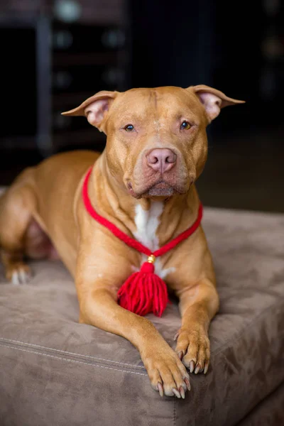 Portrett Amerikansk Pitbull Terrier Rød Med Rød Krage Nakken Sittende – stockfoto
