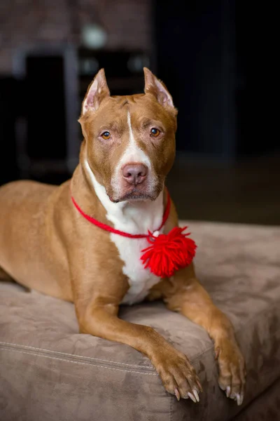 Amerikan pitbull Terrier köpek kırmızı portresi boynunda kırmızı yakalı fırça ile oturan ve Studio yalan
