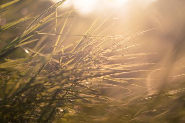 yaz günü, çiçekler, makro ve bokeh
