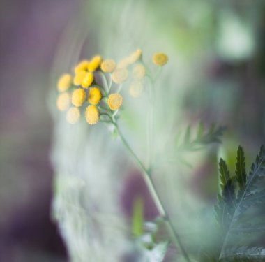 yaz günü, çiçekler, makro ve bokeh