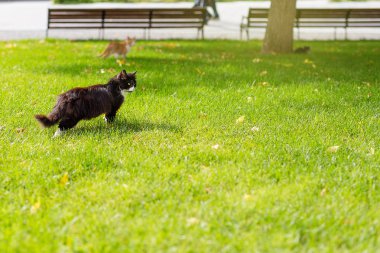 Vahşi siyah beyaz sokak kedileri güneşli bir yaz gününde tek başlarına yürürler..