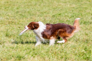 yeşil çim güneşli bir günde köpek ırkı sınır collie, Frizbi oynarken