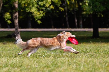 yeşil çim güneşli bir günde köpek ırkı sınır collie, Frizbi oynarken
