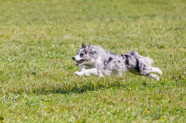 yeşil çim güneşli bir günde köpek ırkı sınır collie, Frizbi oynarken