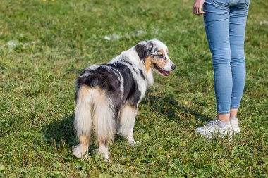 aussi köpek güneşli bir yaz gününde yeşil çim üzerinde duruyor