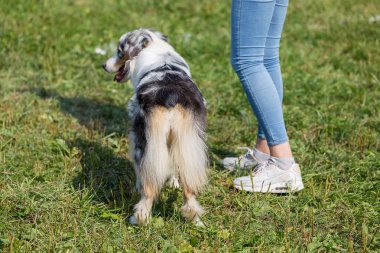 aussi köpek güneşli bir yaz gününde yeşil çim üzerinde duruyor
