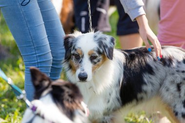 Güneşli bir günde yeşil çim üzerinde Aussie köpek portresi