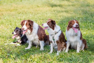yeşil çim güneşli bir günde köpek ırkı sınır collie, Frizbi oynarken