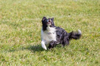 köpek yeşil çim üzerinde bir tabak, Frizbi, Güneşli yaz günü için çalışır