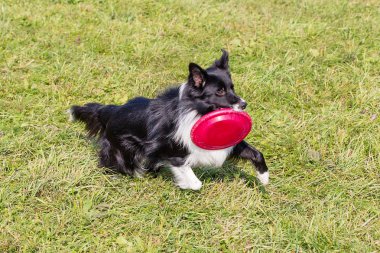 yeşil çim güneşli bir günde köpek ırkı sınır collie, Frizbi oynarken