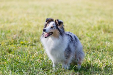 sunny bir yaz gününde yeşil çim üzerinde oturan shelty köpek