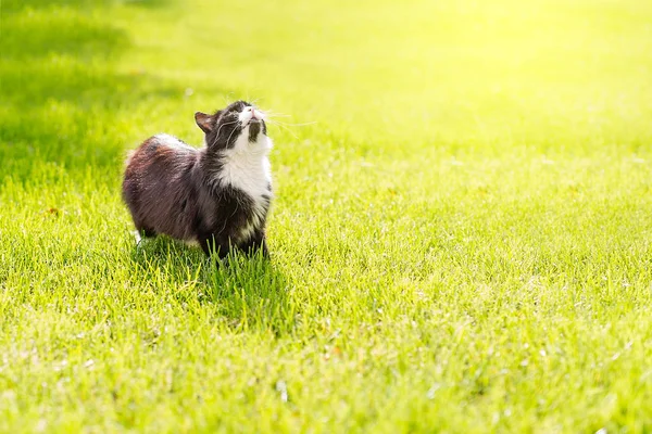 cat basking in the sun on the green grass on a summer day
