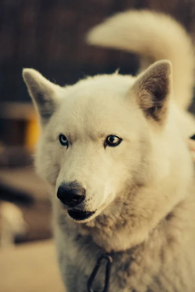 Raça Cão Retratos Husky — Fotografia de Stock